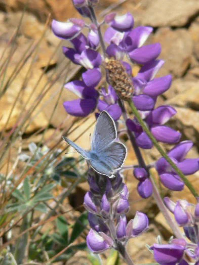 A blue butterfly perched on a purple lupine flower against a background of dry grass and earth.