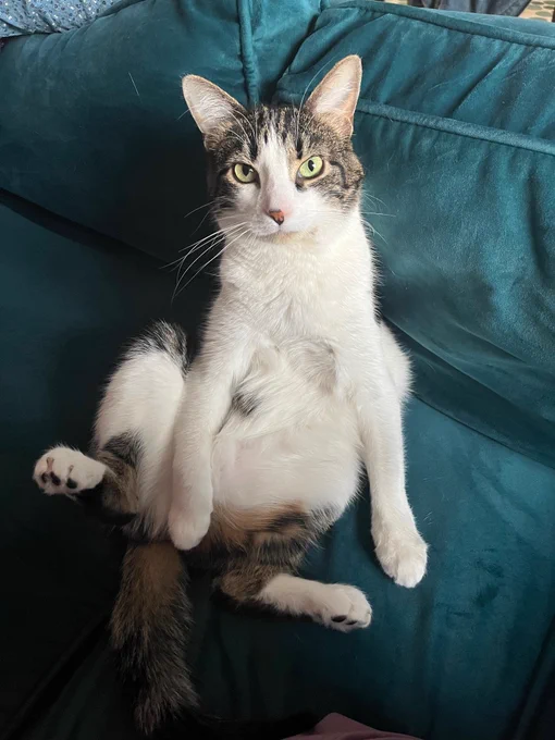 a white and tabby cat named cheeseboy staring directly at the camera and sitting upright like a human man