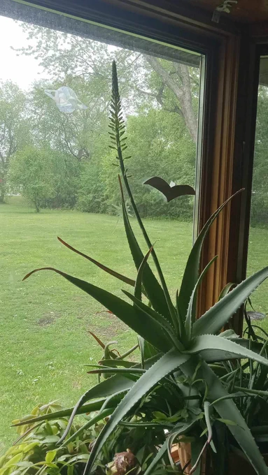A large, potted aloe plant sits in a sunny window, with a long spire coming out of the center of it.  Atop the spire look to be closed flowers.  The aloe has been in my care since 2007 and it has produced numerous offspring.  This is the first time it has produced a spire, however.