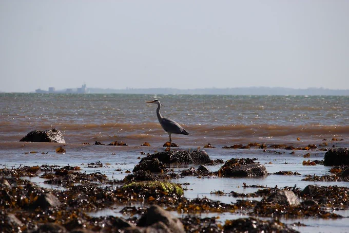 A heron standing on a rock with Belfast Lough in the background. This picture was taken on the Forbidden Beach near the Green Island (Greenisland) in Northern Ireland. The majority of residents are denied access to the Council-owned beach, while shoreside residents can access it easily. This is grossly unfair, when we all pay our rates, and options for accessing the beach are readily available for the Council to create. Come on, MEABC - the good people of Greenisland deserve to access the beach; we love our environment, and we will take care of it. Let's #ShareTheShore!