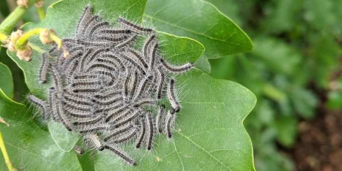 OPM caterpillars on a leaf