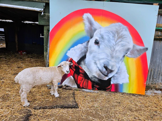 A sheep stands next to a stunning portrait of a lamb with a rainbow behind her
