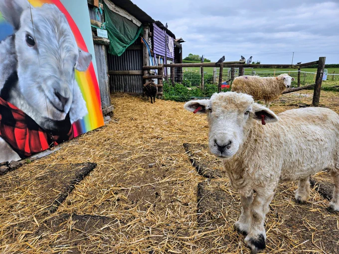 A sheep stands next to a stunning portrait of a lamb with a rainbow behind her