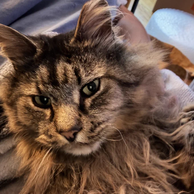 a selfie of meeko the fluffy tabby. he looks into the camera and says, “hello everybody, my name is bubu-plier. welcome back to five nights at freddy’s (baby version. i’m baby.)” this is aping popular youtuber markiplier’s video introduction.