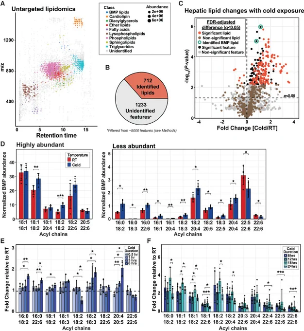 Figure 1. Lysosomal BMP lipids are increased in the liver during acute cold exposure in mice.

Davidson JW, Jain R, Kizzar T, Geoghegan G, Nesbitt DJ, Cavanagh A, Abe A, Nyame K, Hunger A, Chao X, James I, Walesewicz H, Baldwin DA, Wade G, Michorowska S, Verma R, Schueler K, Hinkovska-Galcheva V, Shishkova E, Ding WX, Coon JJ, Shayman JA, Abu-Remaileh M, Simcox JA. Hepatic lipid remodeling in cold exposure uncovers direct regulation of bis(monoacylglycero)phosphate lipids by phospholipase A2 group XV. Cell Metab. 2025 May 8:S1550-4131(25)00253-0. doi: 10.1016/j.cmet.2025.04.015. Epub ahead of print. PMID: 40373767.