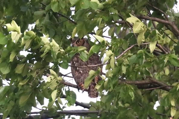Charles well hidden in a partially damaged tree while being mobbed by Blue Jays, American Robins, and Common Grackles.