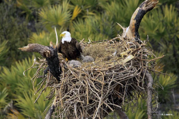 The photo shows a bald eagle perched next to a large nest made of sticks and twigs, situated in a tall pine tree. There are two smaller fluffy grey baby birds in the nest. The eagle has a white head, yellow beak, and dark brown body. The nest is intricately woven and appears sturdy, nestled among the tree's branches.