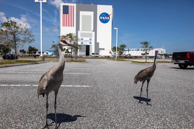 The photo shows two sandhill cranes standing in a parking lot in front of the Vehicle Assembly Building. The building features a massive American flag and the NASA logo on its facade, along with the words "LAUNCH AMERICA." The sky is clear with a few clouds, and there are several parked vehicles, including a red pickup truck on the right. Trees and landscaping surround the area, with a stop sign visible near the building