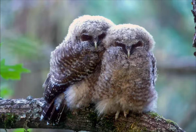 Blog post figure: Northern spotted owls, like these fledglings, living in old growth forests in the Pacific Northwest are listed as threatened species because of habitat loss. Tom Kogut/USFS, CC BY