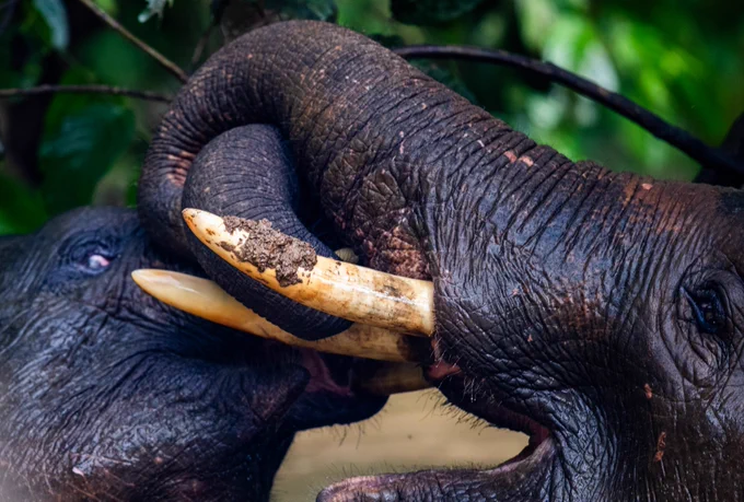 Borneo Pigmy Elephants in the DaMaI Rainforest Complex. Photo: paul Hilton / Eart h Tree Images 