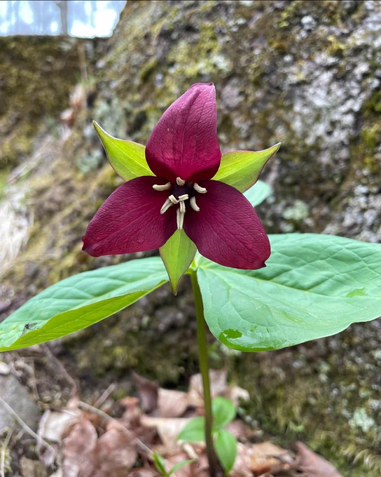 A Red Trillium flower blooming, with three large green leaves, set against a moss-covered rock background.
