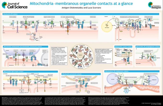 JCS poster ‘Mitochondria–membranous organelle contacts at a glance’ 
Antigoni Diokmetzidou, Luca Scorrano
