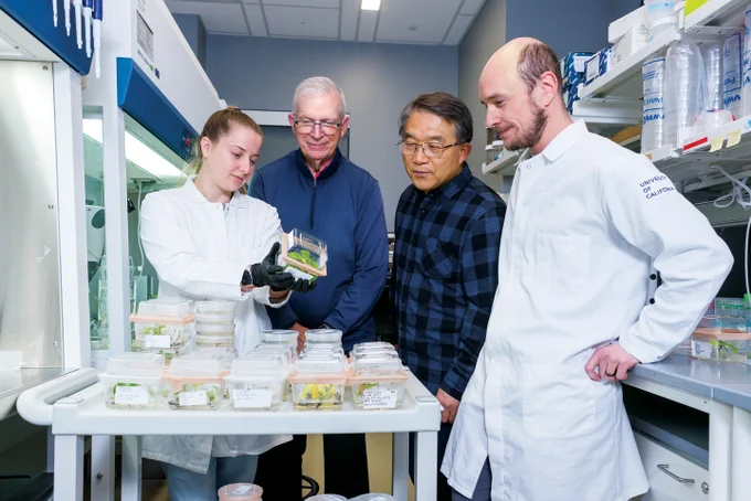 From left: Researcher Abigail Stevens, Brian Staskawicz, Myeong-Je Cho, and researcher Maxwell Vetterli examine a cacao plant in growth medium at the Plant Genomics and Transformation Facility.