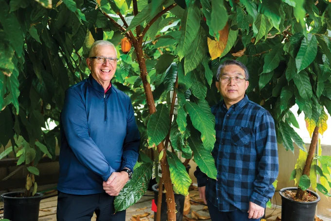 Brian Staskawicz (left) and Myeong-Je Cho stand among potted cacao trees growing in an Oxford Tract greenhouse.