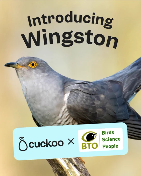 Promotional poster titled 'Introducing Wingston' featuring a close-up image of a grey cuckoo perched on a branch, with logos for 'Cuckoo', and the British Trust for Ornithology 'BTO' at the bottom.