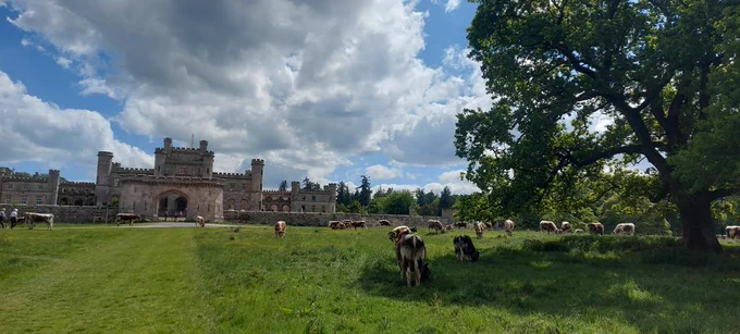 Longhorn cattle grazing in front of Lowther Castle