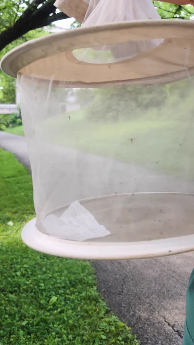 Gravid trap collected gravid ("pregnant") mosquitoes. The trap was baited with a liver powder infusion and WORKED!