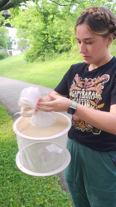 Public health UG student successfully catches gravid mosquitoes along the 3rd creek Greenway.
