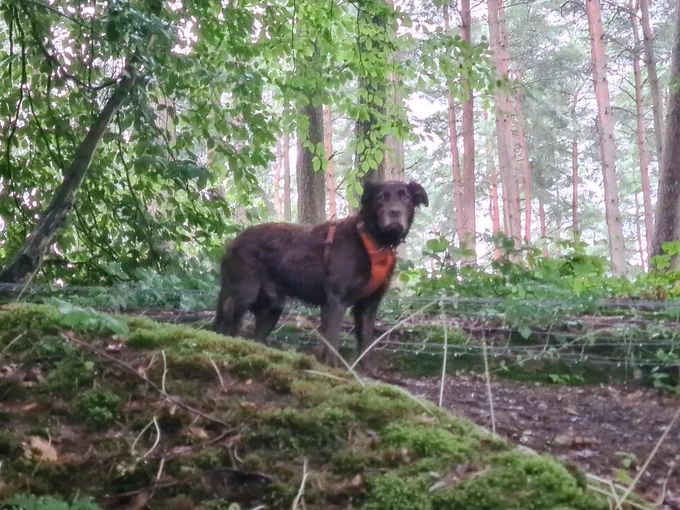 #harvey on Leith Hill enjoying himself out and about