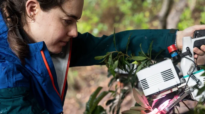 A person wearing a blue jacket peers at scientific instruments to measure carbon dioxide levels in vegetation while illuminating a leaf with pink light. Credit: Josh Fisher/Chapman University