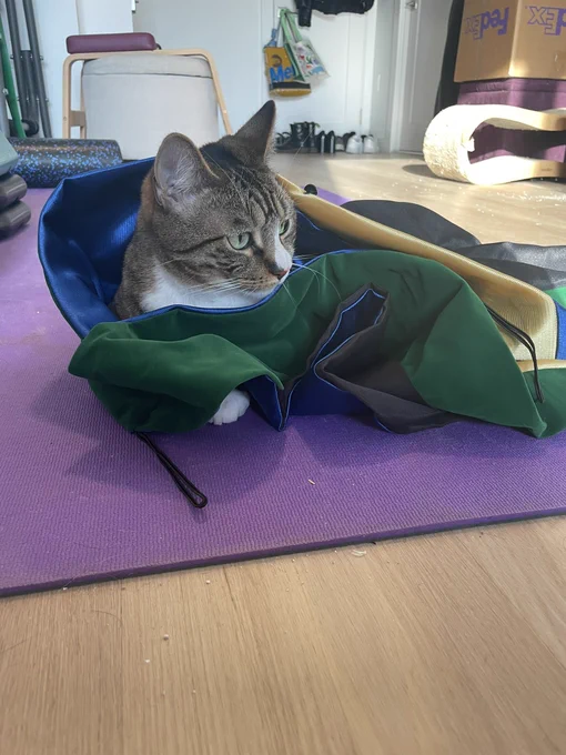 Pesto (tabby cat with white paws) curled up on the floor wearing a green doctoral hood