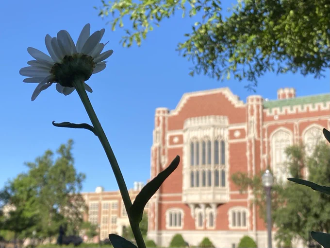 Photo of east side of Bizzell Memorial Library on the University of Oklahoma campus: view of windows of Great Reading Room under blue skies, with daisy visible prominently in the foreground.