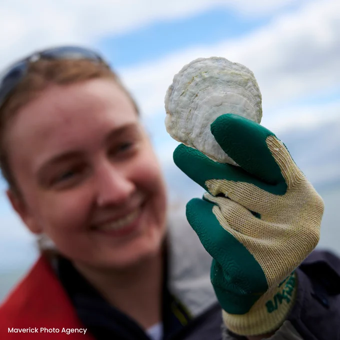 A smiling volunteer holds up a single oyster in her gloved hand. 