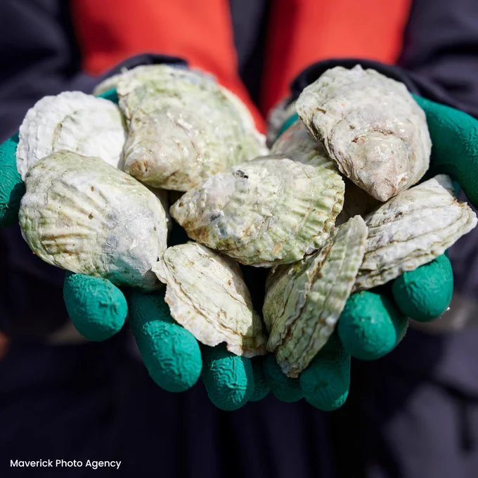 A close up shot of a pair of gloved hands close together holding several oysters.