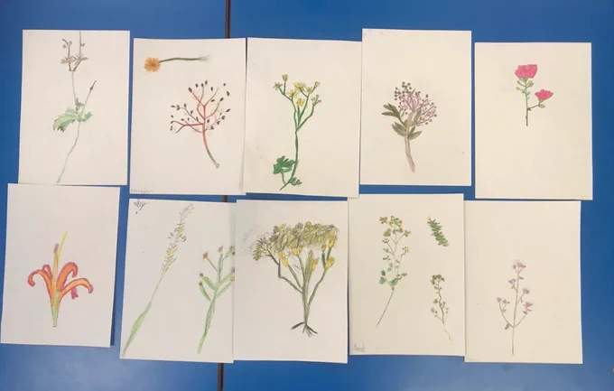 A collection of ten botanical illustrations of various flowers and plants, each drawn or painted on individual white sheets of paper, arranged in a grid on a blue surface. The drawings display different styles and colors, showcasing a variety of flower shapes, stems, and leaf structures. Some feature delicate yellow or pink blossoms, while others depict seed pods or branches with fine detail.