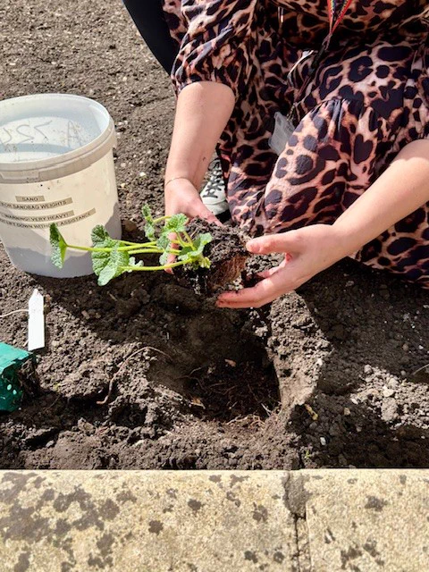 A member of the UL's Conservation team planting a seeding in a flower bed.
