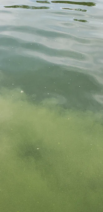 A waterway showing ripples on the surface. A cloud of green cyanobacteria lurks below the surface giving a lighter green hue to the water in the foreground.   