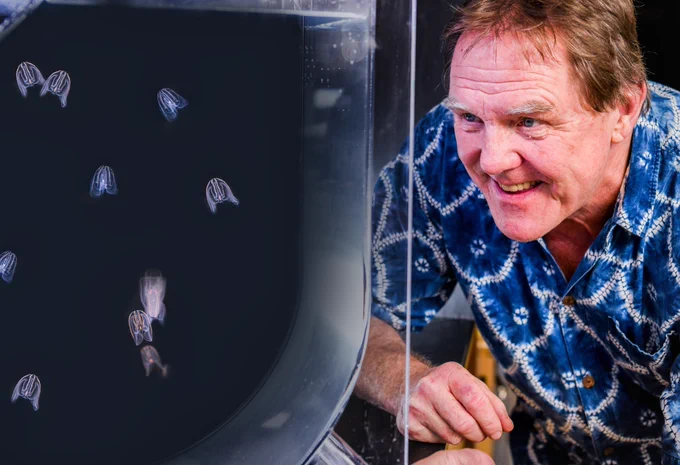 A man is closely observing jellyfish in a transparent tank. He appears engaged and intrigued, wearing a blue patterned shirt. The background is dark, enhancing the visibility of the jellyfish swimming in the water.