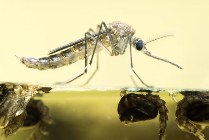 Mosquito on water. Image by Getty Images Photographer: doug4537