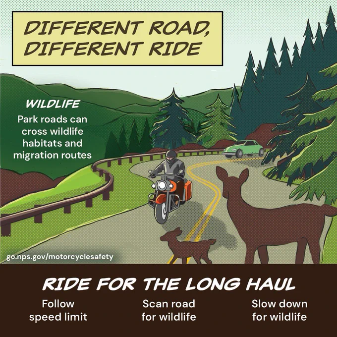 Graphic showing motorcycle rider on a road with wildlife present and the text different road, different ride and ride for the long haul.