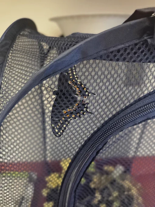 Black Swallowtail butterfly in enclosure