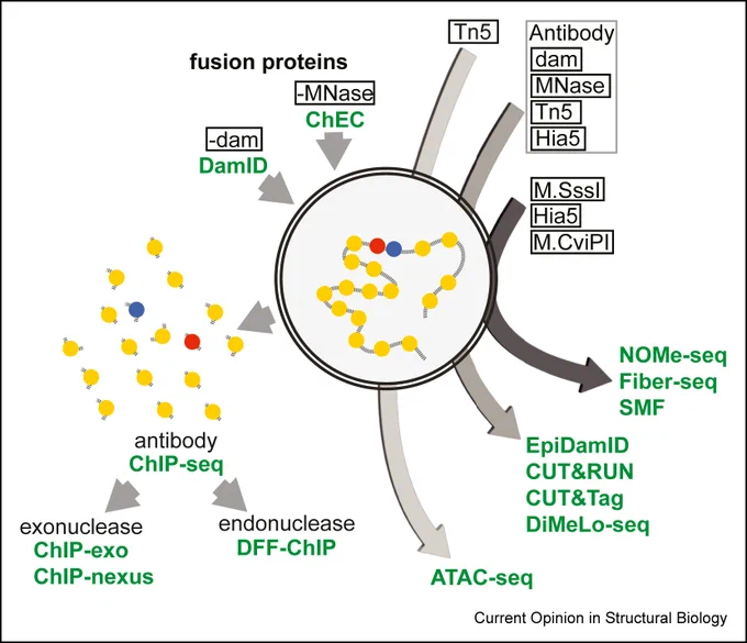Summary of emerging technologies to study chromatin-protein interactions on native chromatin / in vivo.