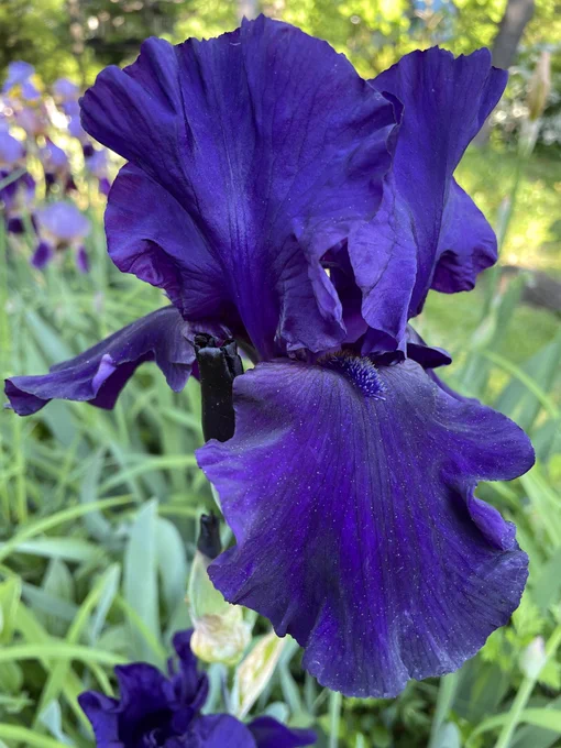 Deep purple bearded iris photo taken in spring garden