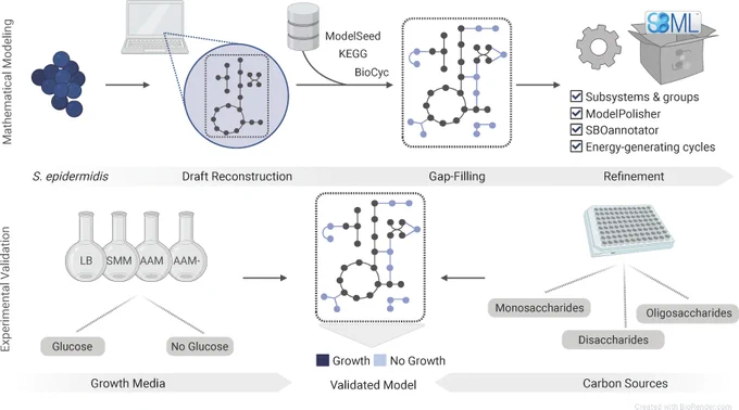 Fig 1 from the paper https://journals.asm.org/doi/10.1128/msystems.00418-25

Reconstruction of a new metabolic network for S. epidermidis ATCC 12228, called iSep23. The computational metabolic network was created and validated using a two-phase approach. The initial phase encompassed the mathematical representation of the metabolism using genome-scale models. In the second phase, the model underwent functional validation based on experimental data.