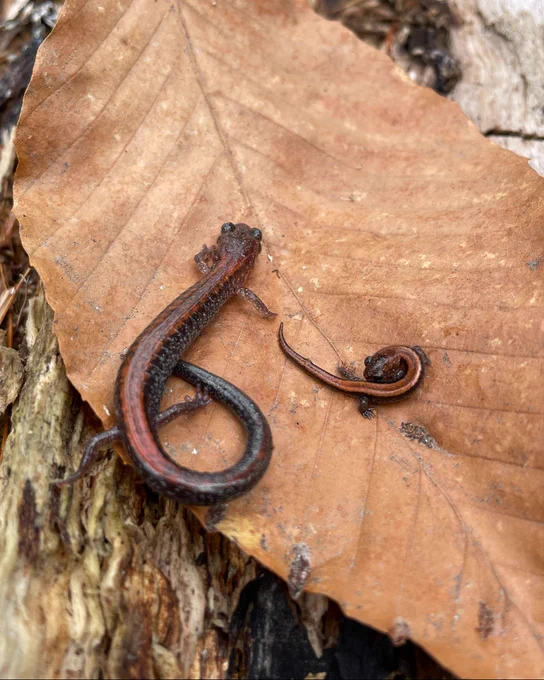 A large Eastern Red-backed salamander and a small salamander on a dried leaf.