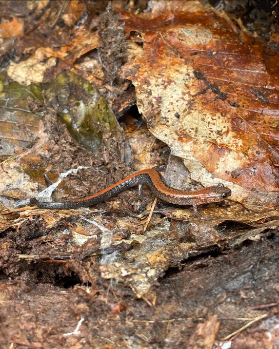 An Eastern Red-backed salamander crawling on forest floor.