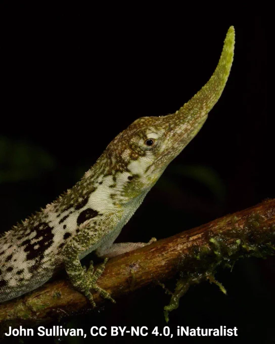 A close-up photo of a Pinocchio anole on a branch. The reptile is small in size and pale green in color, with a marbled pattern of brown and darker greens. It has a massive, upward-curving proboscis. 