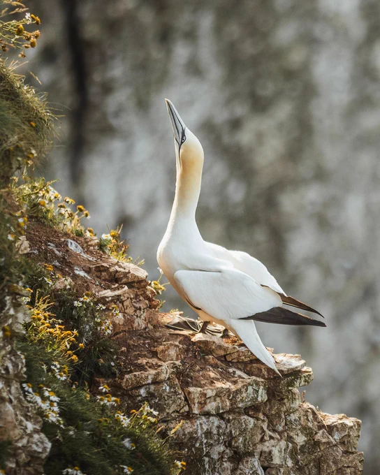 A gannet perched on the cliffs at RSPB Bempton Cliffs in East Yorkshire