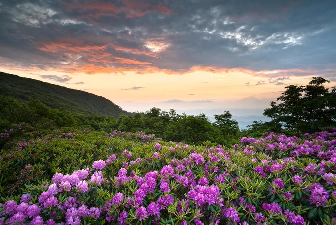 Mountains rising high in the background on a landscape of purple rhodendrons in the Great Smoky Mountains