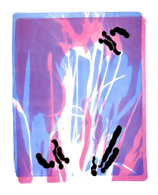Tara pink blue wheat large with chromosomes saturation26