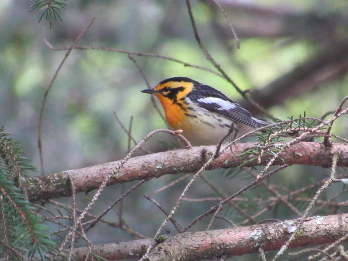 Blackburnian Warbler (Setophaga fusca) image captured by EnviroScience Avian Biologist