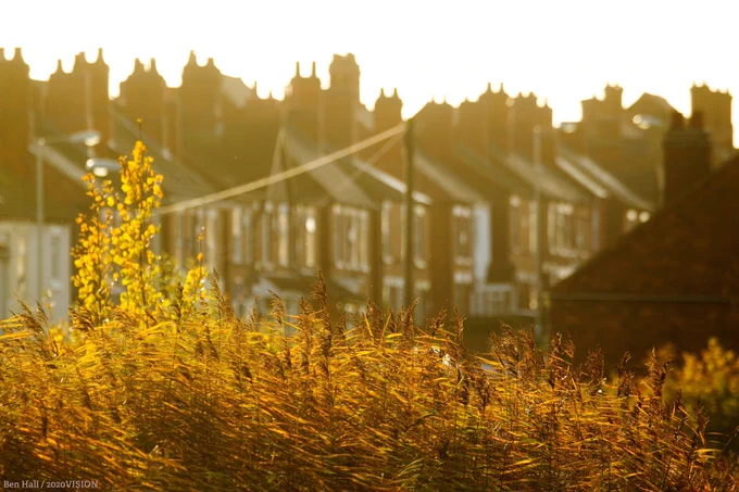 A row of houses in the background with reeds in the foreground, glowing in the light
