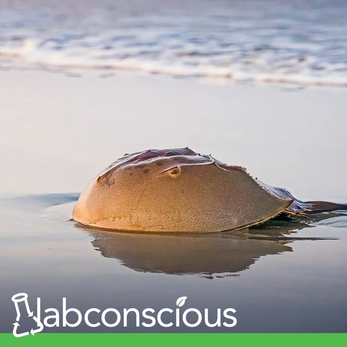 USP Greenlights Endotoxin Testing Using Recombinants that could save 100,000 Horseshoe Crabs every Year and improve scientific quality