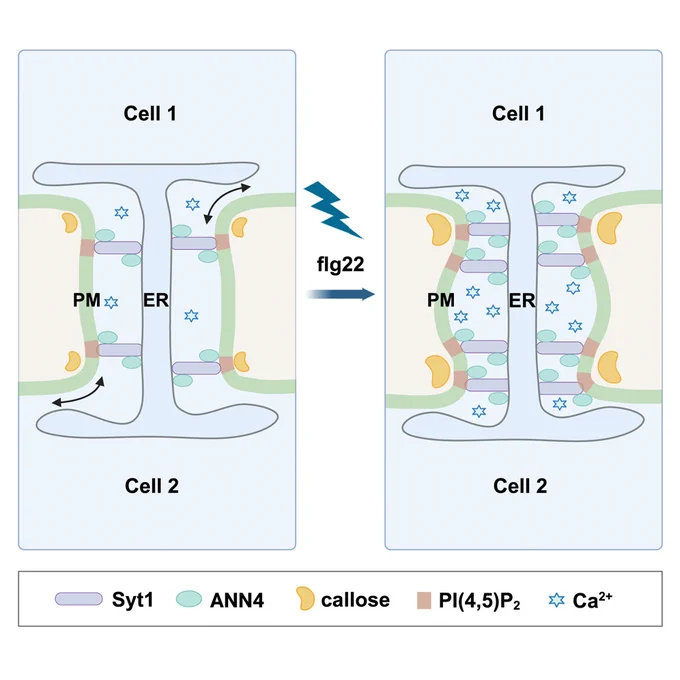 The diagram on the left shows a normal, open plasmodesmata. The diagram on the right shows a plasmodesmata that has been exposed to the microbial-associated molecular pattern (MAMP) flagellin22 (flg22). Here, the plasmodesmata is closed due to the accumulation of callose, caused by signaling between PIP(4,5)P2, Synaptotagmin 1 (Syt1), and annexin 4 (ANN4). 