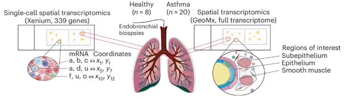 Figure 1a of the paper, showing a schematic of the spatial transcriptomic experimental design.
