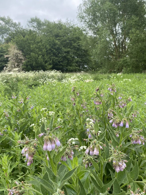 Russian Comfrey in the foreground a damp loving plant and an excellent nectar source for bees. Growing amongst Cow Parsley, Great Willowherb and other emerging plants including Hemp Agrimony and Common Fleabane